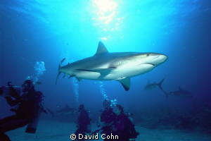 "shark dive" bahamas, no cages and no touching.-carribean... by David Cohn 